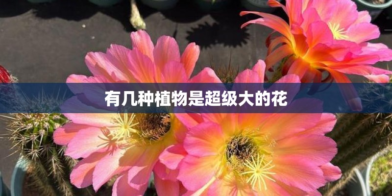 有几种植物是超级大的花