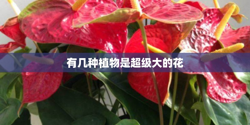 有几种植物是超级大的花