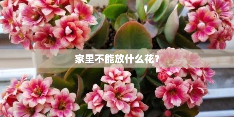 用排比句写一种植物用排比句写一种植物(一段话