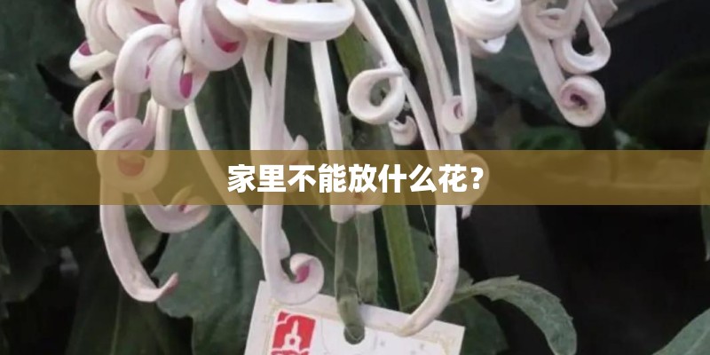 家里不能放什么花? 家里不能放什么花?