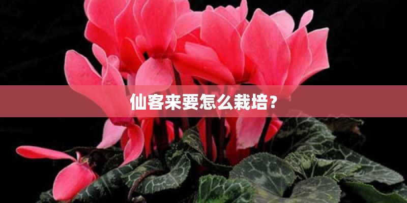仙客来要怎么栽培？