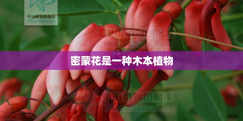 密蒙花是一种木本植物