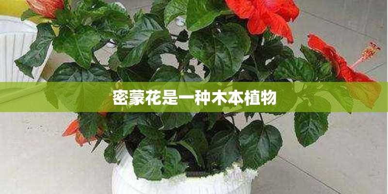 密蒙花是一种木本植物