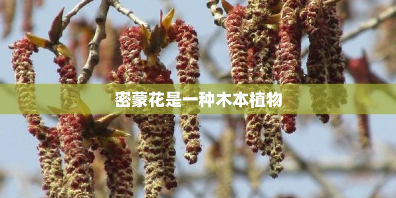 密蒙花是一种木本植物