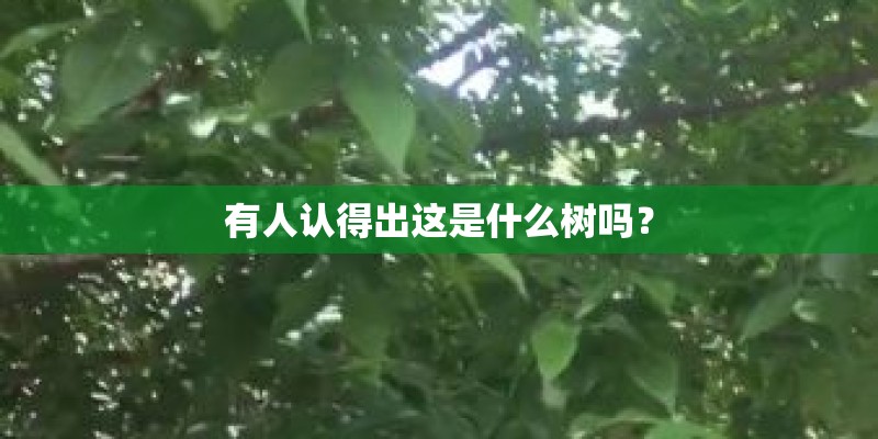 有人认得出这是什么树吗？