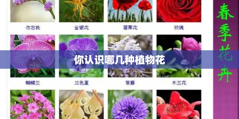 你认识哪几种植物花