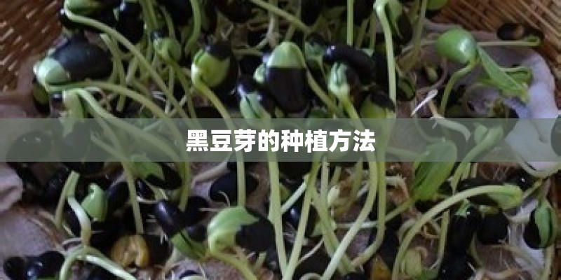 黑豆芽的种植方法
