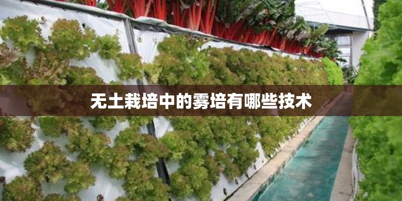 无土栽培中的雾培有哪些技术