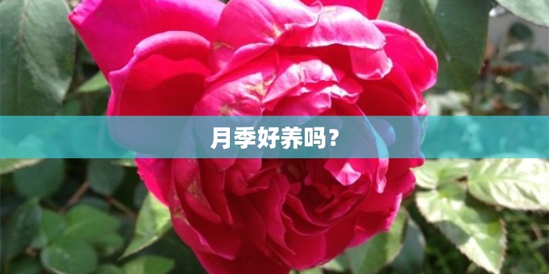 月季好养吗？