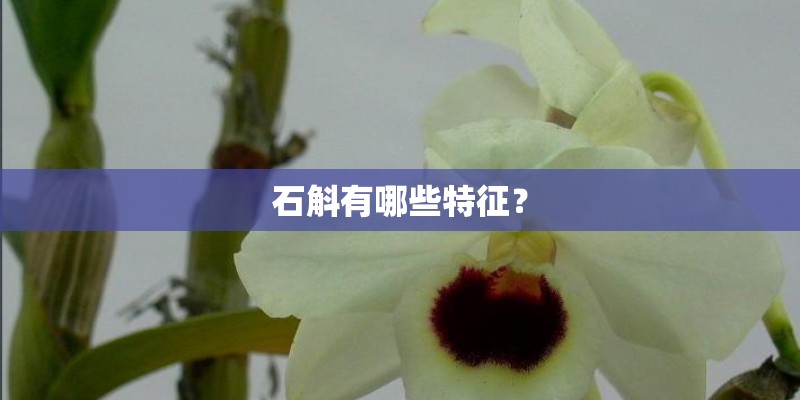 石斛有哪些特征？