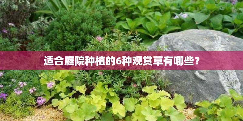 适合庭院种植的6种观赏草有哪些？