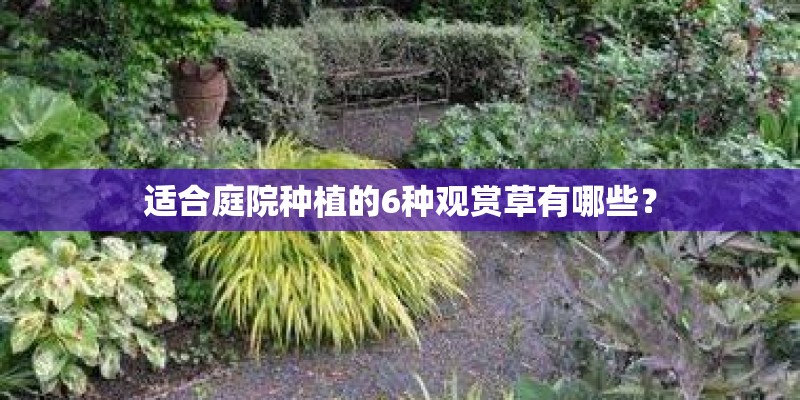 适合庭院种植的6种观赏草有哪些？