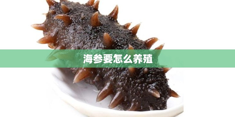 海参要怎么养殖 海参要怎么养殖