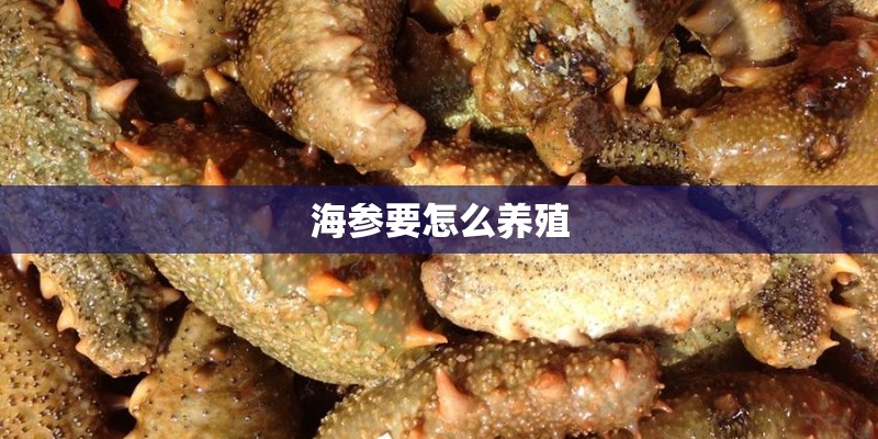 海参要怎么养殖 海参要怎么养殖