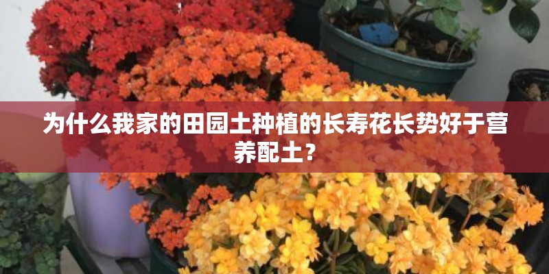 为什么我家的田园土种植的长寿花长势好于营养配土？