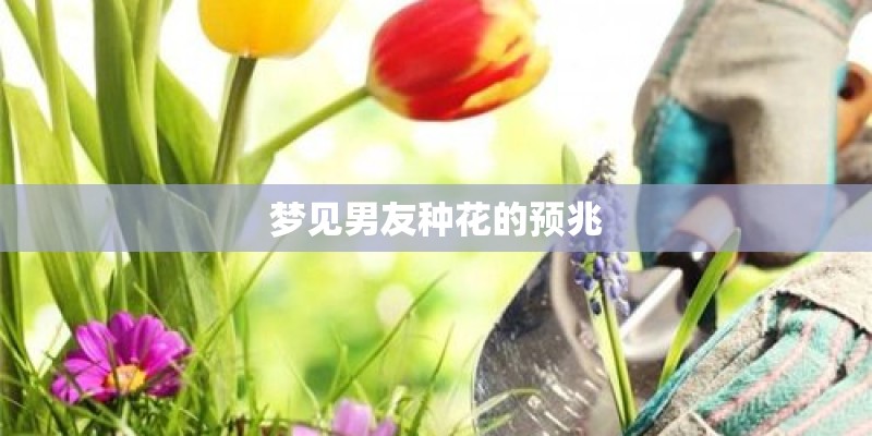 梦见男友种花的预兆 梦见男友种花的预兆