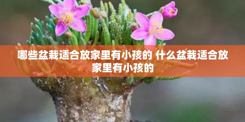 哪些盆栽适合放家里有小孩的 什么盆栽适合放家里有小孩的
