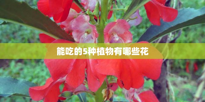 能吃的5种植物有哪些花