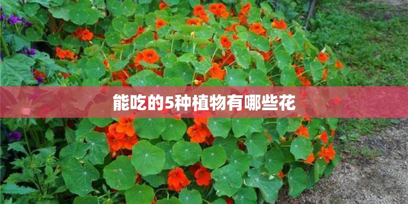 能吃的5种植物有哪些花