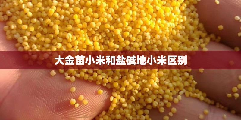 大金苗小米和盐碱地小米区别