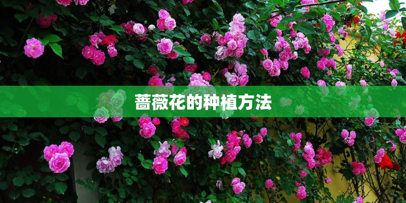 蔷薇花的种植方法