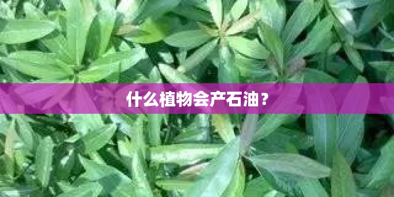 什么植物会产石油？
