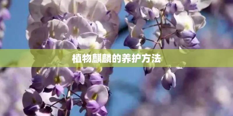 植物麒麟的养护方法