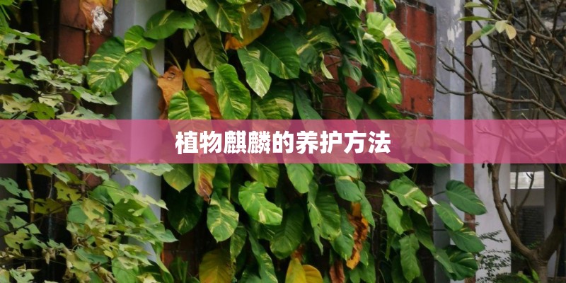 植物麒麟的养护方法