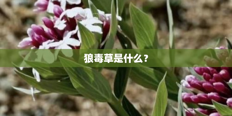狼毒草是什么？