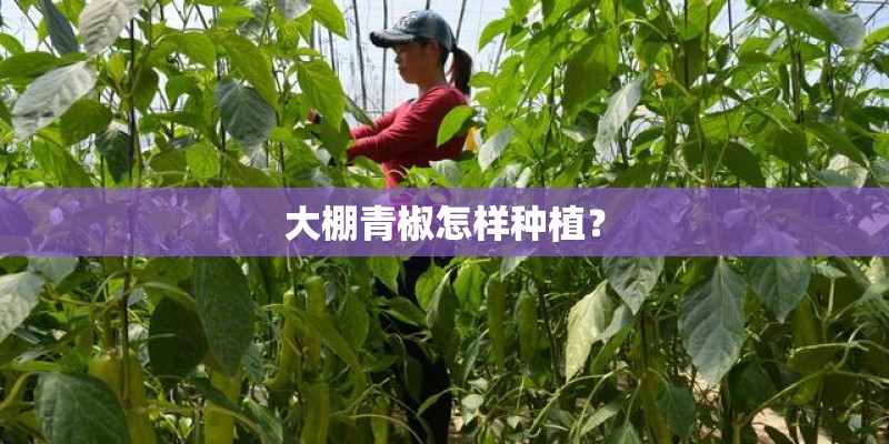 大棚青椒怎样种植？