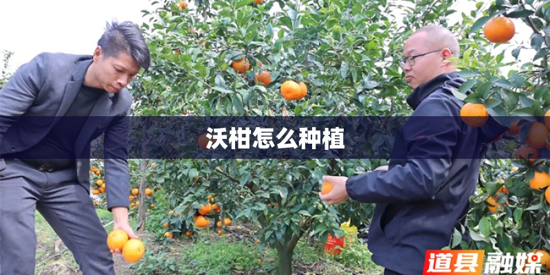 沃柑怎么种植