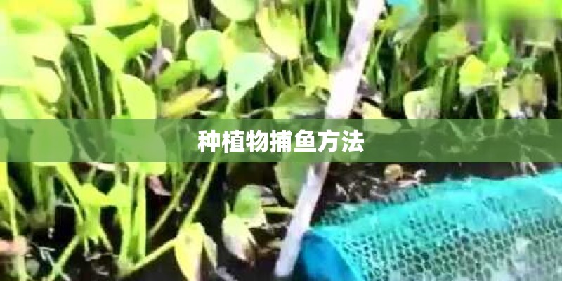 种植物捕鱼方法