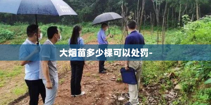 大烟苗多少棵可以处罚-