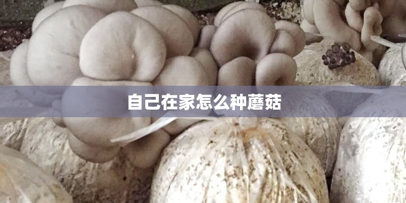 自己在家怎么种蘑菇