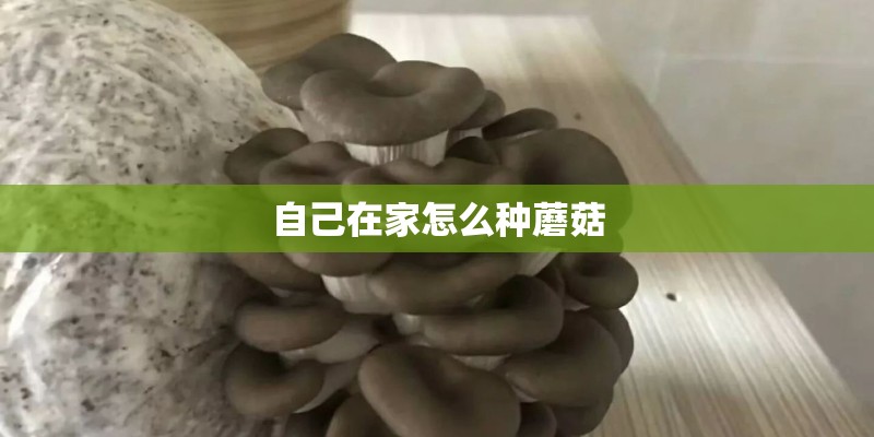 自己在家怎么种蘑菇