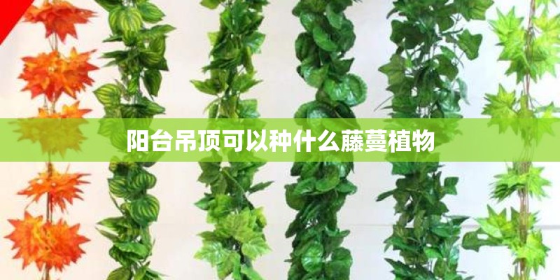 阳台吊顶可以种什么藤蔓植物