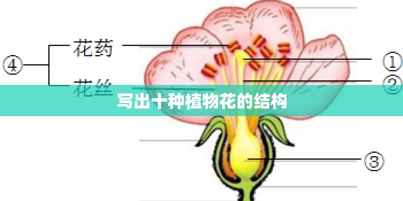 写出十种植物花的结构