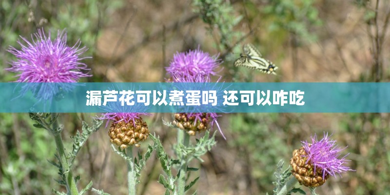 漏芦花可以煮蛋吗 还可以咋吃