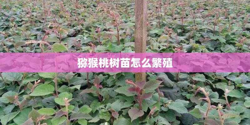猕猴桃树苗怎么繁殖