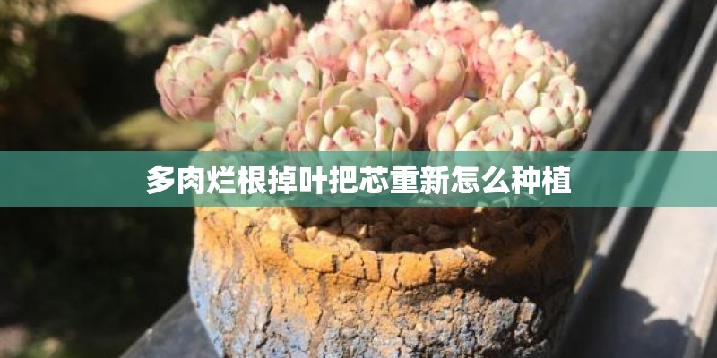 多肉烂根掉叶把芯重新怎么种植