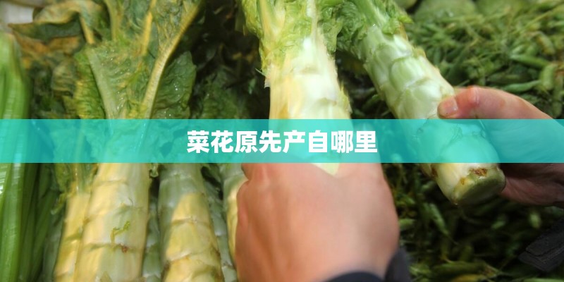 菜花原先产自哪里