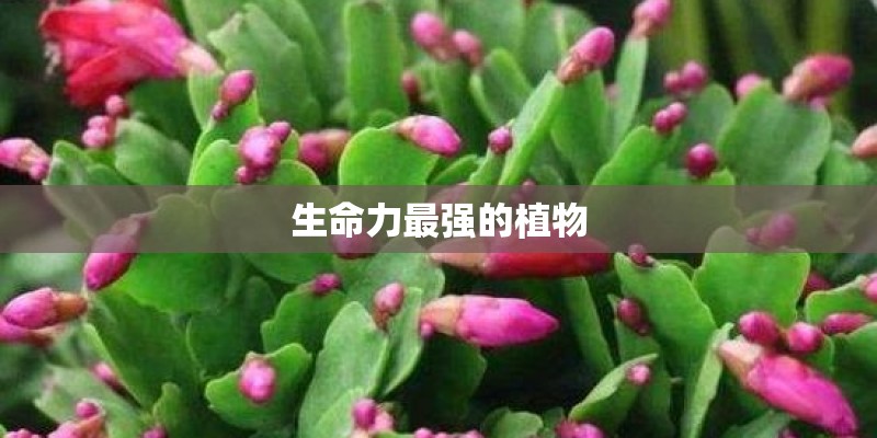 生命力最强的植物