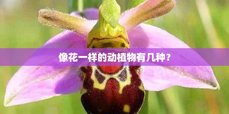 像花一样的动植物有几种？