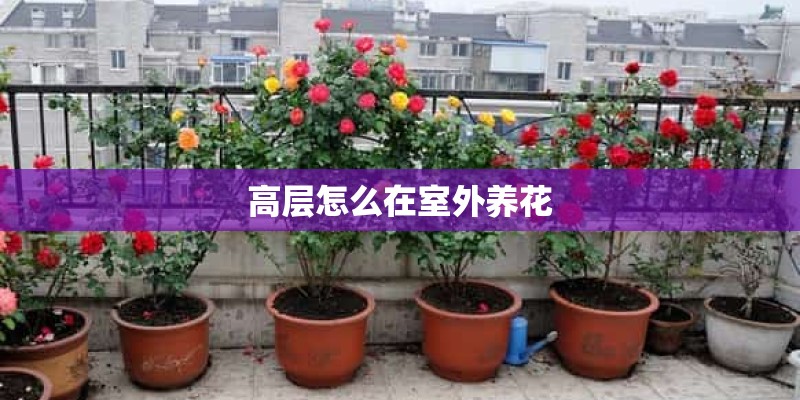 高层怎么在室外养花
