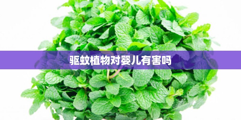 驱蚊植物对婴儿有害吗