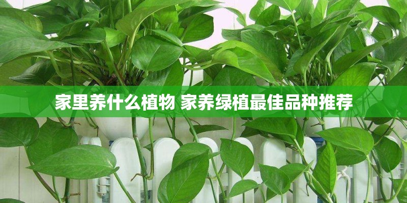 家里养什么植物 家养绿植最佳品种推荐