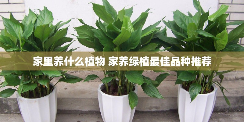 家里养什么植物 家养绿植最佳品种推荐