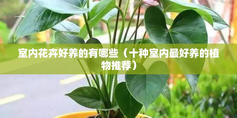 室内花卉好养的有哪些（十种室内最好养的植物推荐）