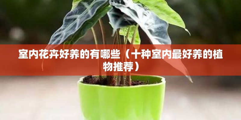 室内花卉好养的有哪些（十种室内最好养的植物推荐）