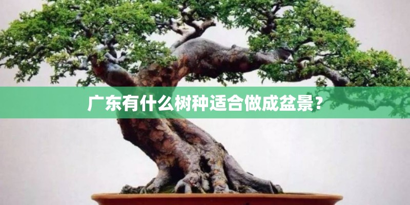 广东有什么树种适合做成盆景？